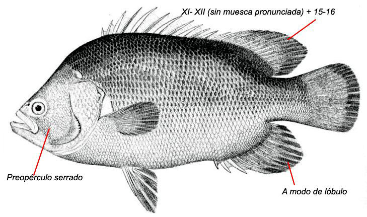 Lobotes surinamensis_01.jpg